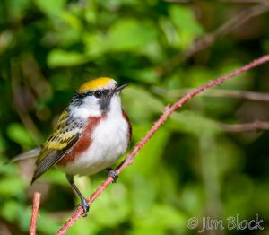 09   DQ695J--Chestnut-sided-Warbler.jpg